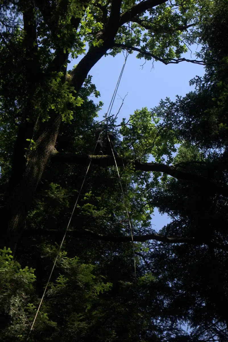 Arborysta pracujący wysoko w koronie drzewa