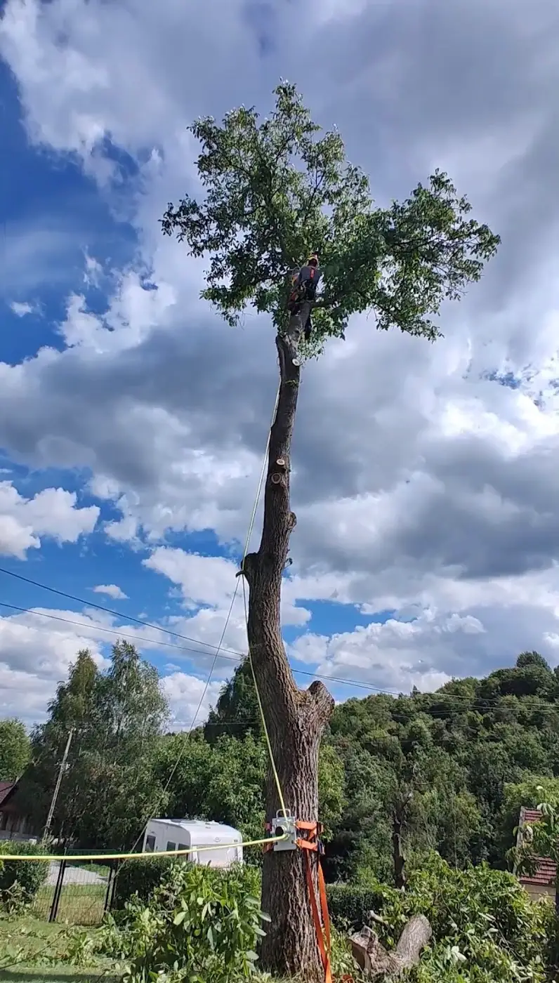 Wysoki pień orzecha z arborystą pracującym w koronie, w trakcie sekcyjnej wycinki