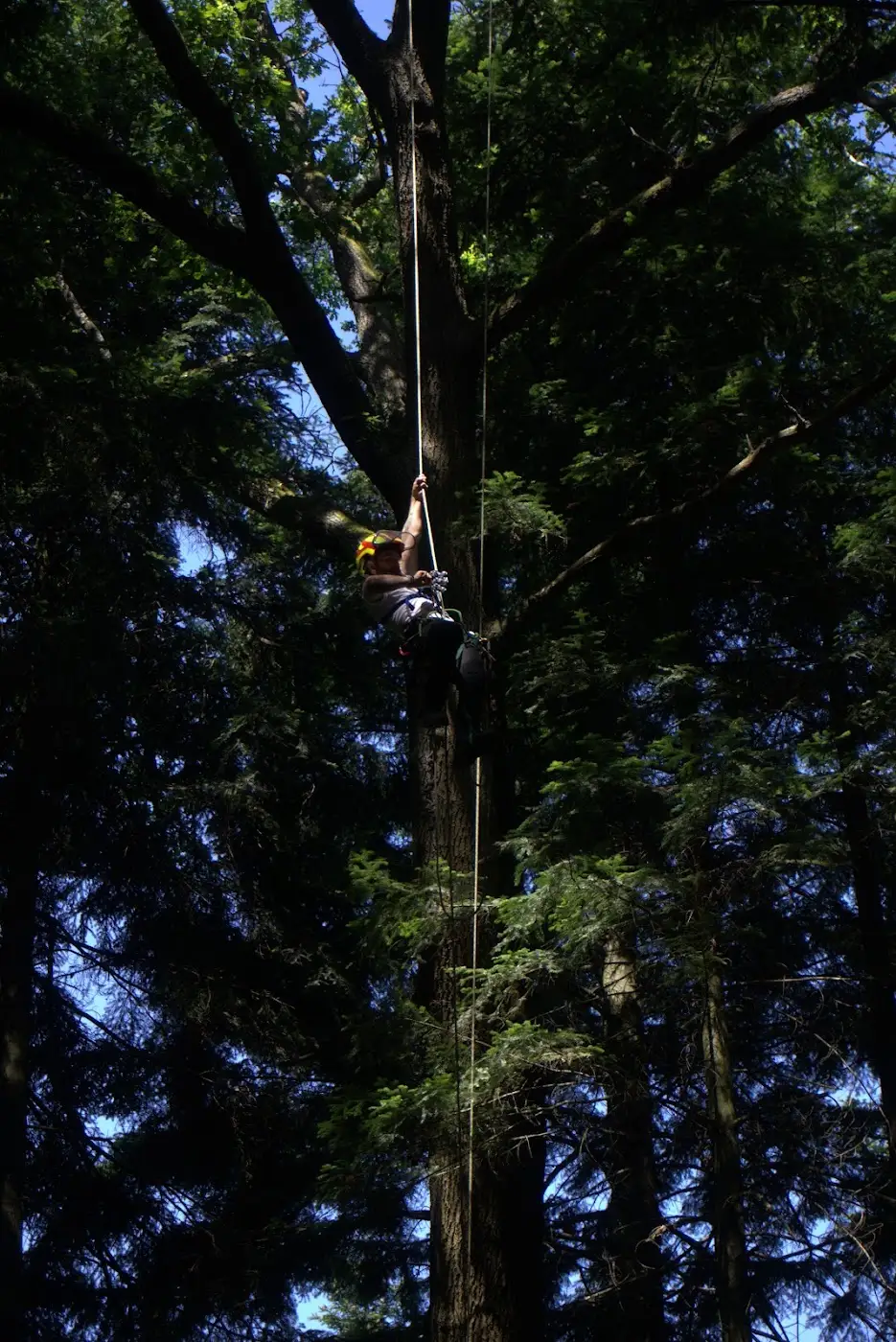Arborysta wspinający się po linie na wysokie drzewo w lesie