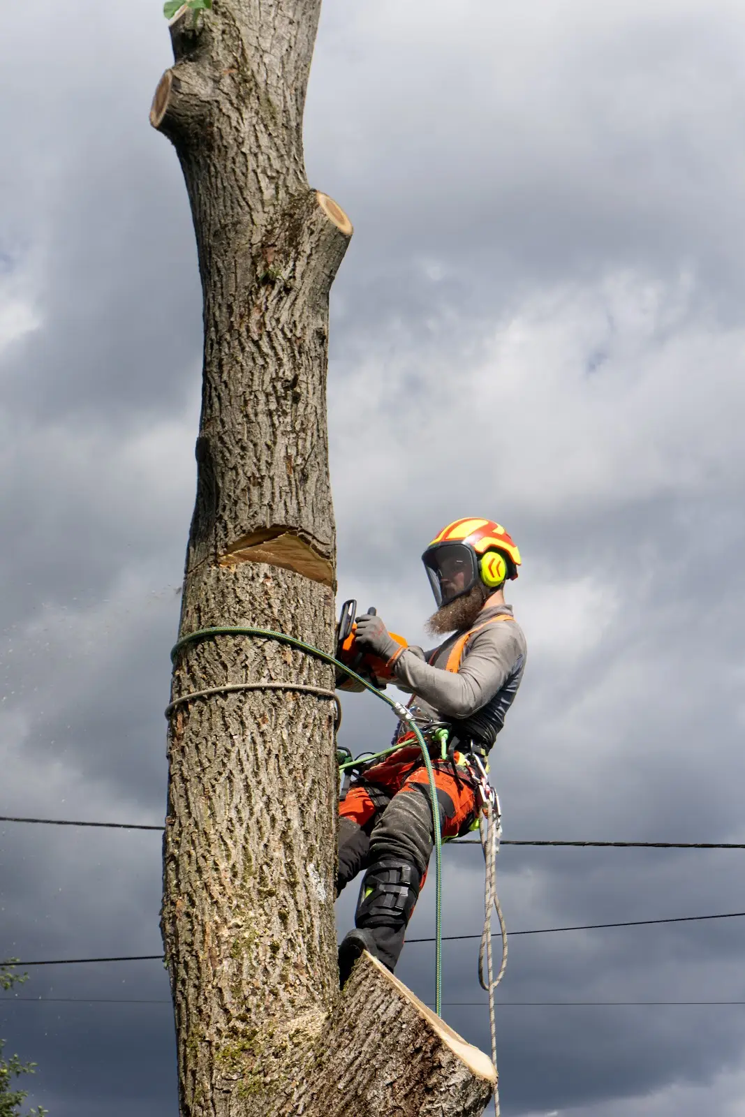 Arborysta w uprzęży przycinający drzewo piłą łańcuchową